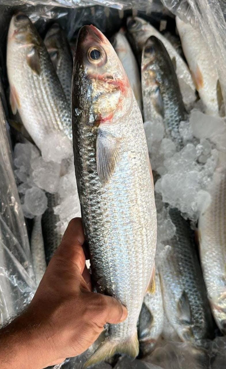 Striped mullet packed for market